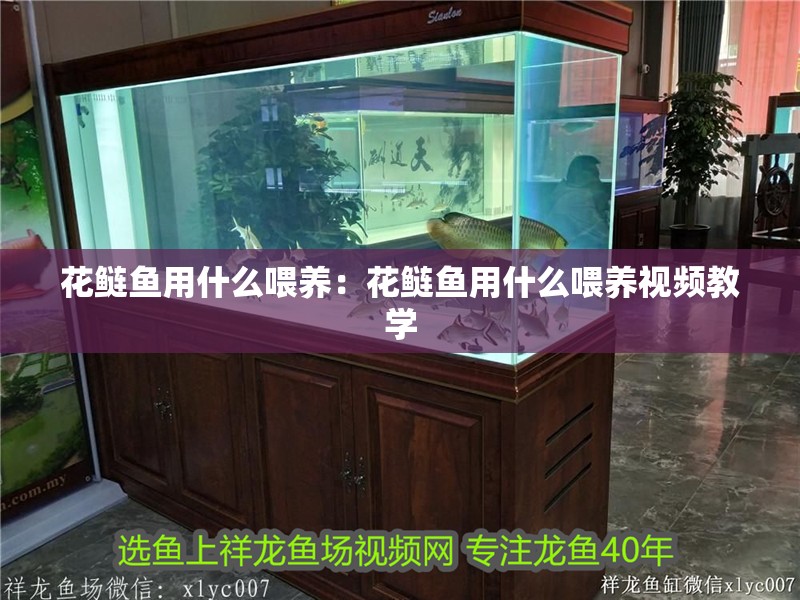 花鰱魚用什么喂養(yǎng)：花鰱魚用什么喂養(yǎng)視頻教學(xué)