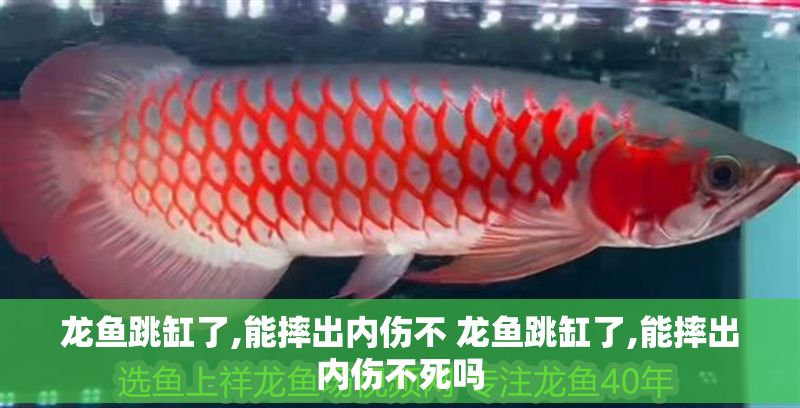 龍魚跳缸了,能摔出內傷不 龍魚跳缸了,能摔出內傷不死嗎