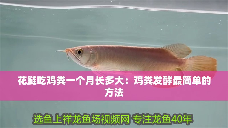 花鰱吃雞糞一個(gè)月長多大：雞糞發(fā)酵最簡單的方法