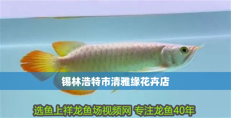 錫林浩特市清雅緣花卉店