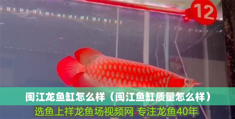 閩江龍魚缸怎么樣（閩江魚缸質量怎么樣）