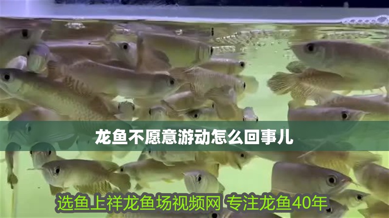 龍魚不愿意游動怎么回事兒