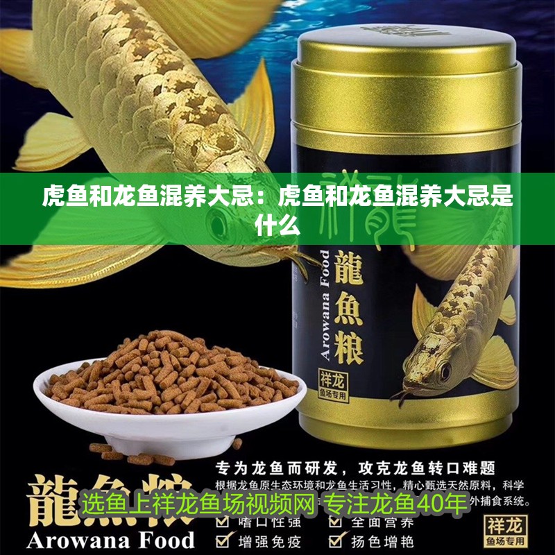 虎魚和龍魚混養大忌：虎魚和龍魚混養大忌是什么