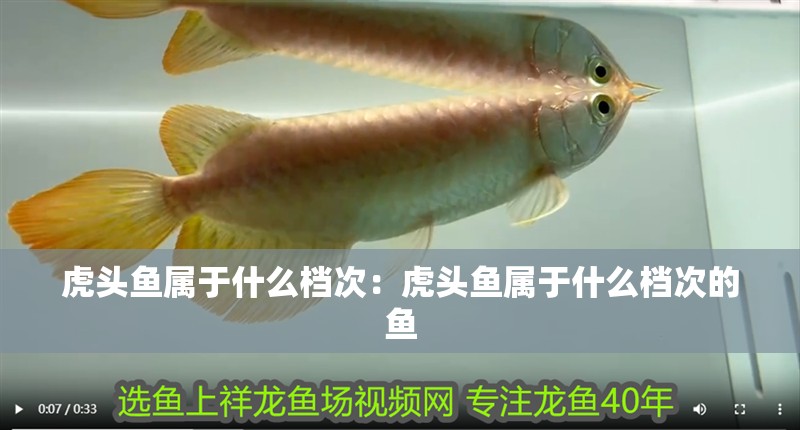 虎頭魚屬于什么檔次：虎頭魚屬于什么檔次的魚 虎頭魚屬于什么檔次：虎頭魚屬于什么檔次的魚 龍魚百科 第2張