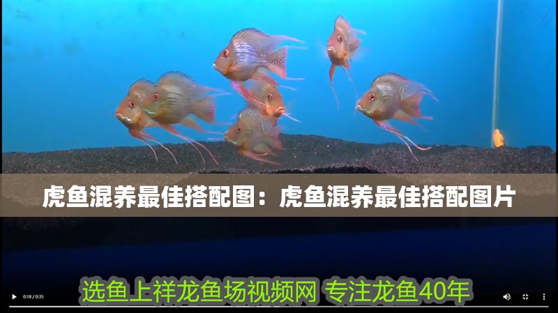 虎魚混養(yǎng)最佳搭配圖：虎魚混養(yǎng)最佳搭配圖片