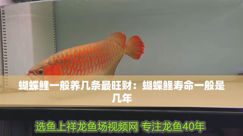 蝴蝶鯉一般養(yǎng)幾條最旺財(cái)：蝴蝶鯉壽命一般是幾年
