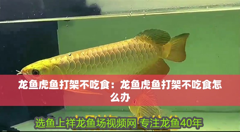 龍魚虎魚打架不吃食：龍魚虎魚打架不吃食怎么辦 龍魚虎魚打架不吃食：龍魚虎魚打架不吃食怎么辦 水族問答