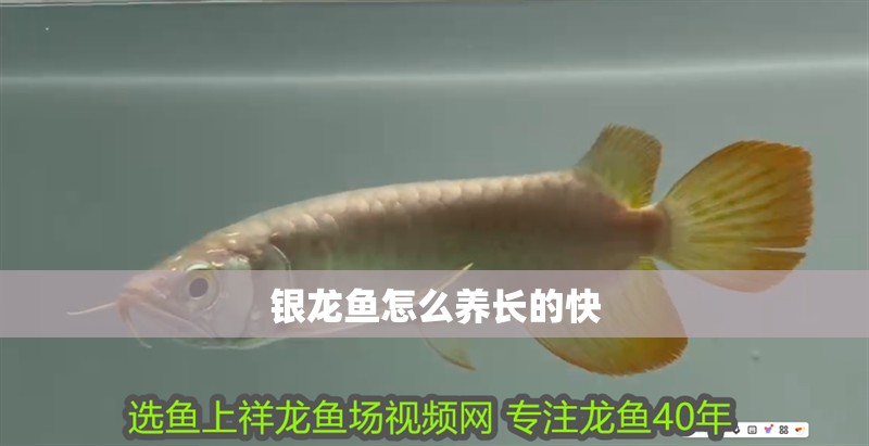銀龍魚怎么養長的快 銀龍魚怎么養長的快 銀龍魚百科