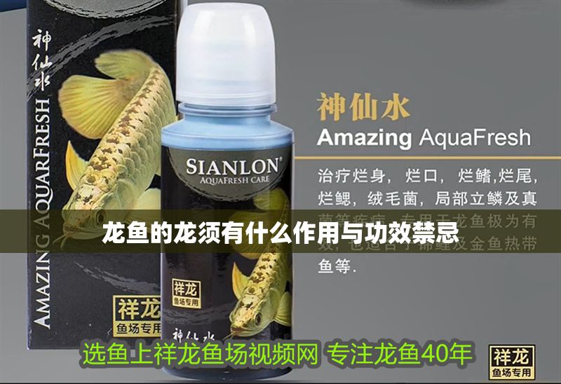 龍魚(yú)的龍須有什么作用與功效禁忌