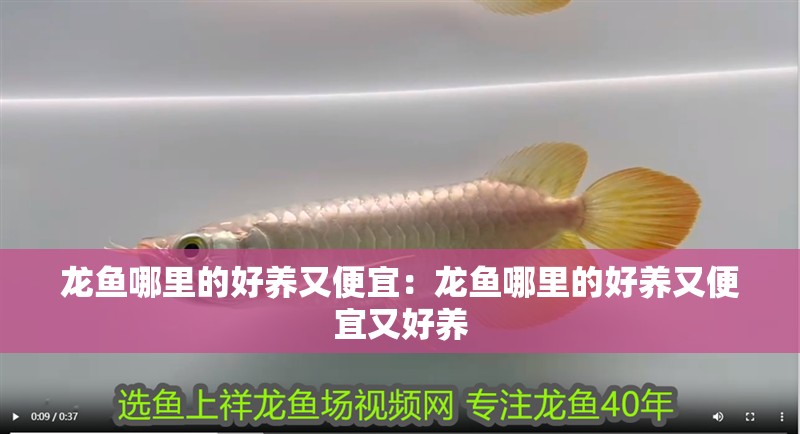 龍魚哪里的好養又便宜：龍魚哪里的好養又便宜又好養