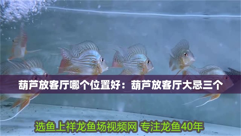 葫蘆放客廳哪個位置好：葫蘆放客廳大忌三個