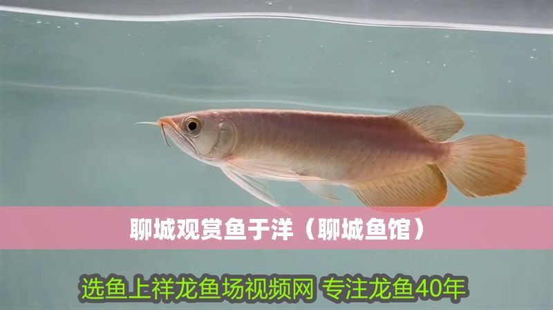 聊城觀賞魚于洋（聊城魚館） 聊城觀賞魚于洋（聊城魚館） 龍魚百科 第1張