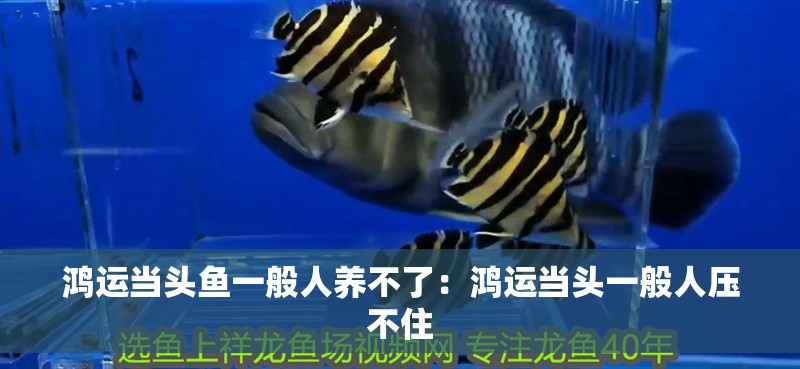 鴻運當頭魚一般人養(yǎng)不了：鴻運當頭一般人壓不住 鴻運當頭魚一般人養(yǎng)不了：鴻運當頭一般人壓不住 龍魚百科 第1張
