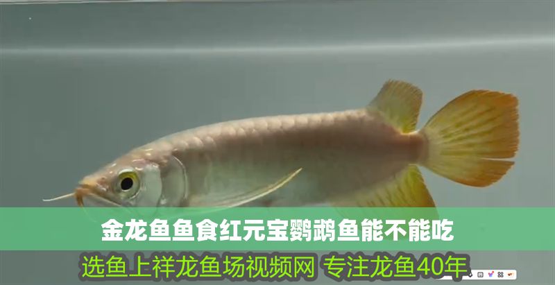 金龍魚魚食紅元寶鸚鵡魚能不能吃