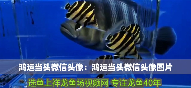 鴻運當頭微信頭像：鴻運當頭微信頭像圖片