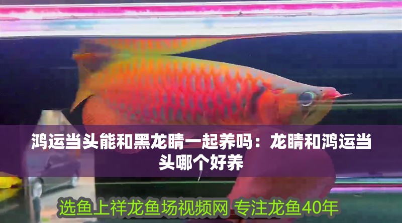 鴻運當頭能和黑龍睛一起養嗎：龍睛和鴻運當頭哪個好養