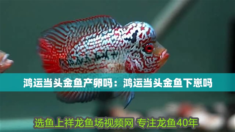 鴻運當頭金魚產卵嗎：鴻運當頭金魚下崽嗎