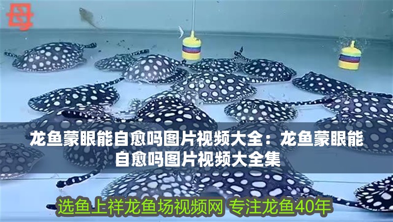 龍魚蒙眼能自愈嗎圖片視頻大全：龍魚蒙眼能自愈嗎圖片視頻大全集