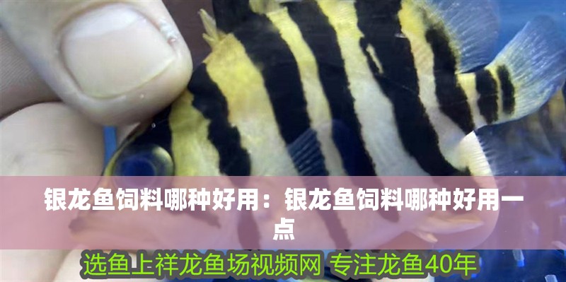 銀龍魚飼料哪種好用：銀龍魚飼料哪種好用一點 銀龍魚飼料哪種好用：銀龍魚飼料哪種好用一點 水族問答