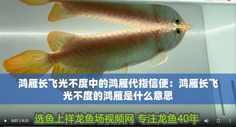 鴻雁長飛光不度中的鴻雁代指信使：鴻雁長飛光不度的鴻雁是什么意思