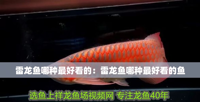 雷龍魚哪種最好看的：雷龍魚哪種最好看的魚 雷龍魚哪種最好看的：雷龍魚哪種最好看的魚 水族問答