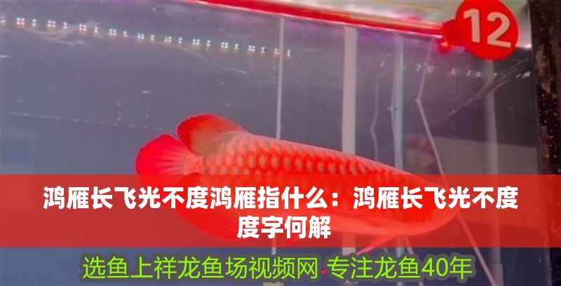 鴻雁長飛光不度鴻雁指什么：鴻雁長飛光不度 度字何解