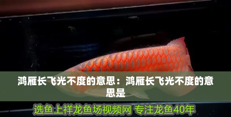鴻雁長飛光不度的意思：鴻雁長飛光不度的意思是