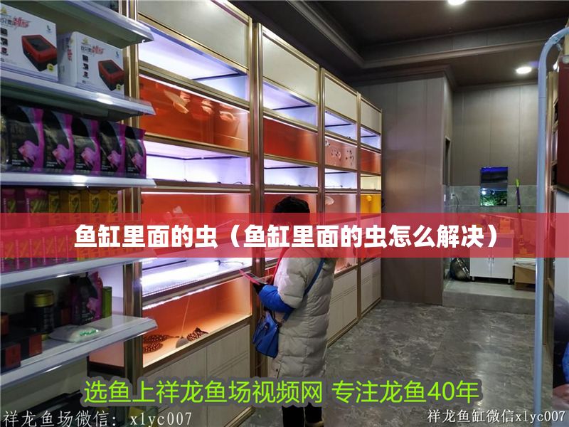 魚缸里面的蟲（魚缸里面的蟲怎么解決）
