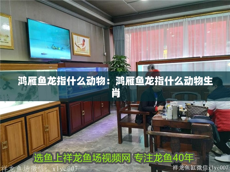 鴻雁魚龍指什么動(dòng)物：鴻雁魚龍指什么動(dòng)物生肖