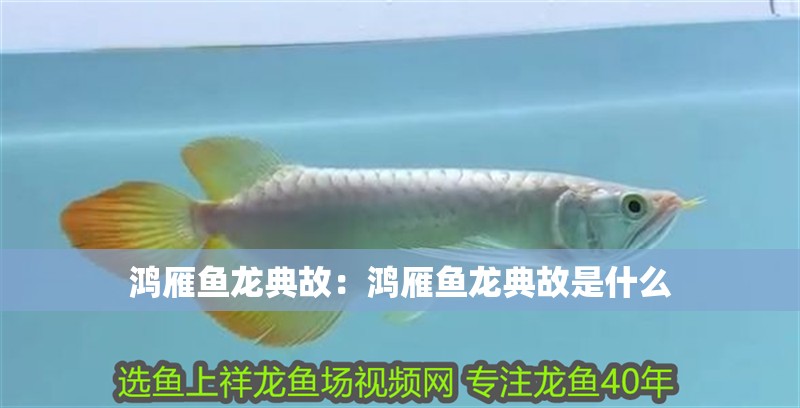 鴻雁魚龍典故：鴻雁魚龍典故是什么