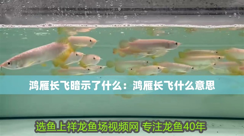 鴻雁長飛暗示了什么：鴻雁長飛什么意思