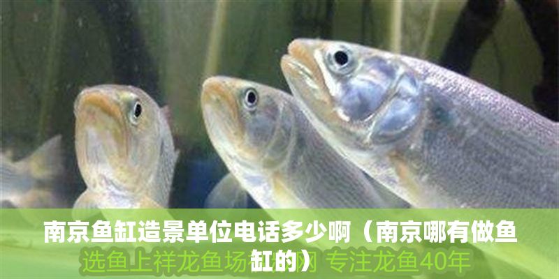 南京魚缸造景單位電話多少啊（南京哪有做魚缸的）