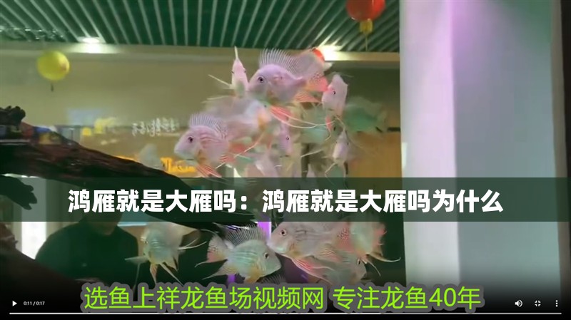 鴻雁就是大雁嗎：鴻雁就是大雁嗎為什么