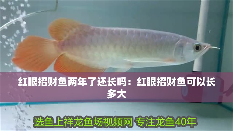 紅眼招財(cái)魚(yú)兩年了還長(zhǎng)嗎：紅眼招財(cái)魚(yú)可以長(zhǎng)多大
