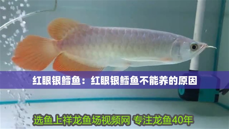 紅眼銀鱈魚：紅眼銀鱈魚不能養的原因