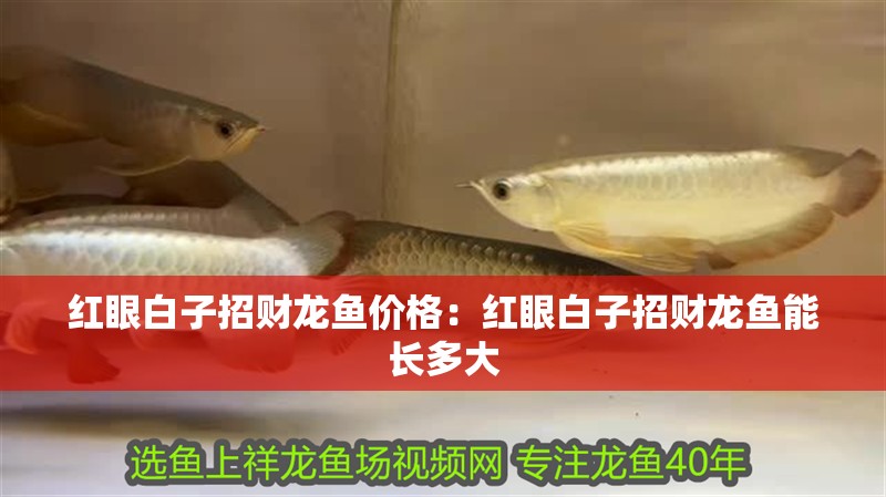 紅眼白子招財龍魚價格：紅眼白子招財龍魚能長多大