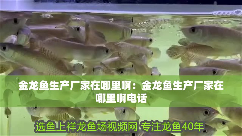 金龍魚生產廠家在哪里啊：金龍魚生產廠家在哪里啊電話