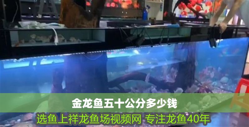 金龍魚五十公分多少錢