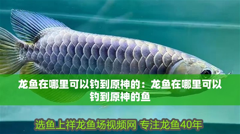龍魚(yú)在哪里可以釣到原神的：龍魚(yú)在哪里可以釣到原神的魚(yú)