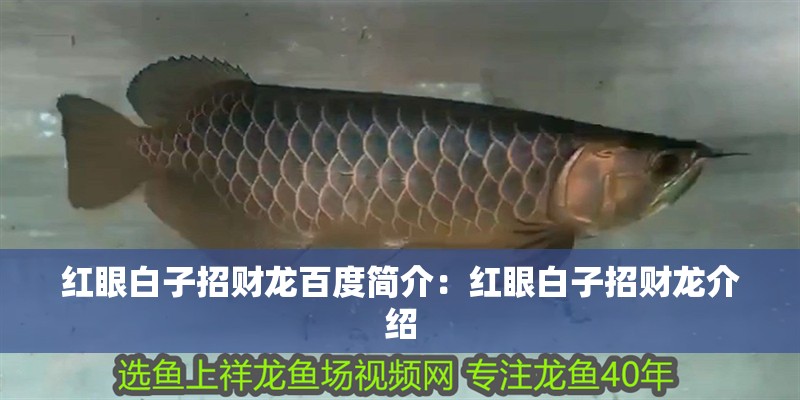 紅眼白子招財龍百度簡介：紅眼白子招財龍介紹