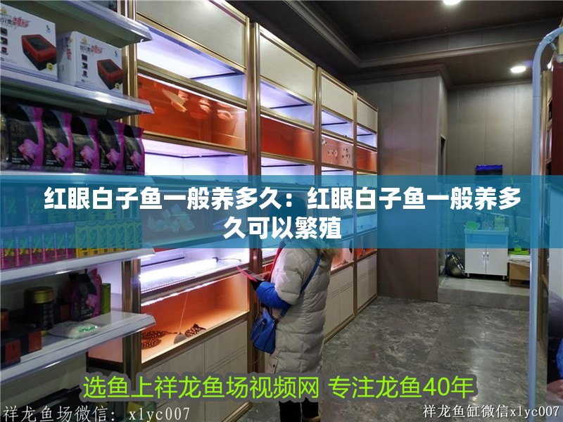 紅眼白子魚一般養(yǎng)多久：紅眼白子魚一般養(yǎng)多久可以繁殖