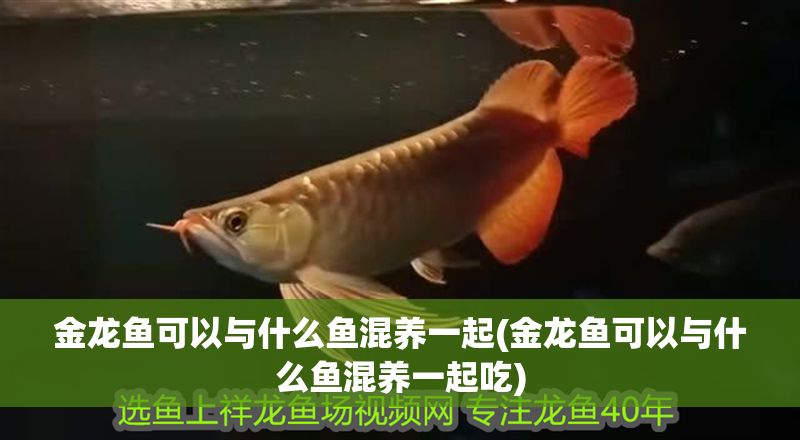 金龍魚可以與什么魚混養一起(金龍魚可以與什么魚混養一起吃)