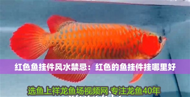 紅色魚掛件風水禁忌:紅色的魚掛件掛哪里好 龍魚百科 第1張 紅色魚掛件風水禁忌:紅色的魚掛件掛哪里好 紅色魚掛件風水禁忌:紅色的魚掛件掛哪里好 龍魚百科 第1張