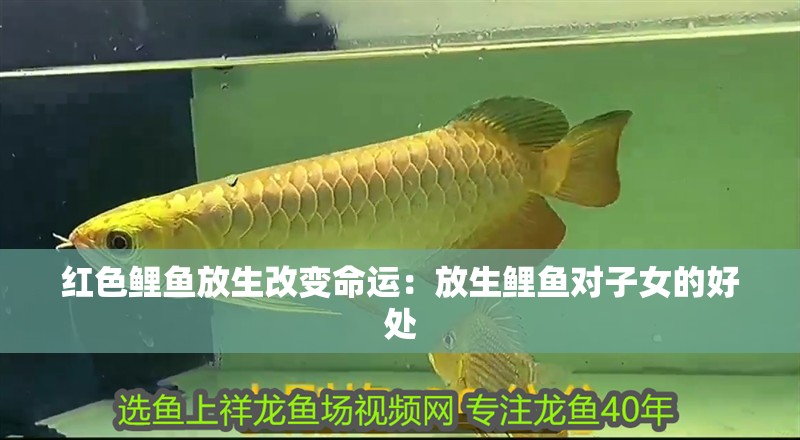 紅色鯉魚放生改變命運：放生鯉魚對子女的好處