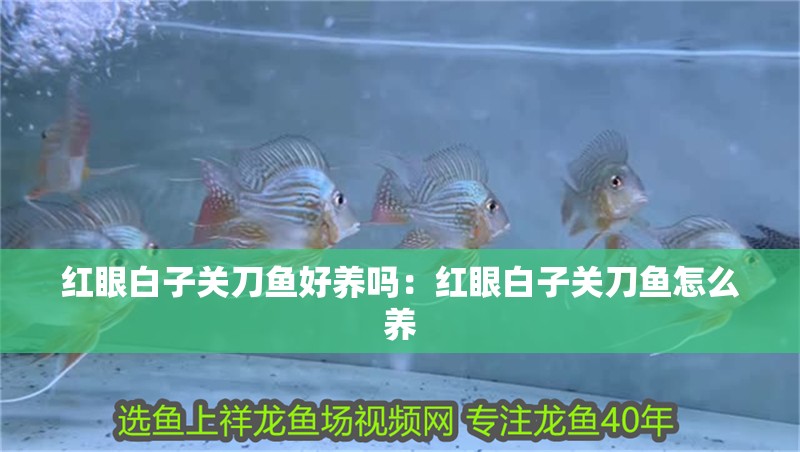 紅眼白子關刀魚好養嗎：紅眼白子關刀魚怎么養