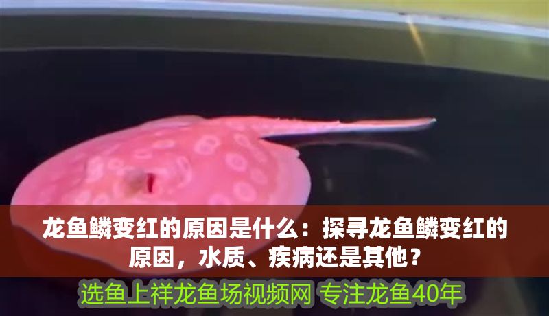 龍魚鱗變紅的原因是什么：探尋龍魚鱗變紅的原因，水質、疾病還是其他？