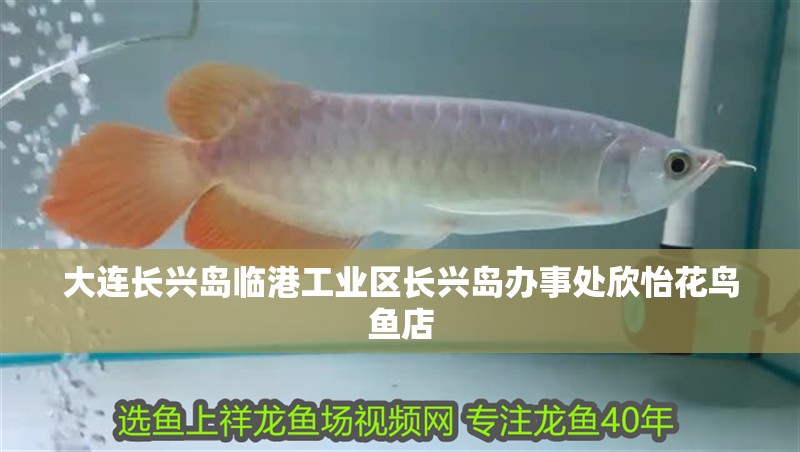 大連長興島臨港工業區長興島辦事處欣怡花鳥魚店