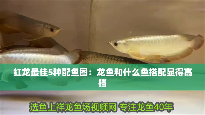 紅龍最佳5種配魚圖：龍魚和什么魚搭配顯得高檔