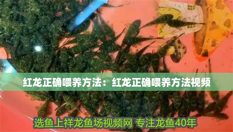 紅龍正確喂養(yǎng)方法：紅龍正確喂養(yǎng)方法視頻