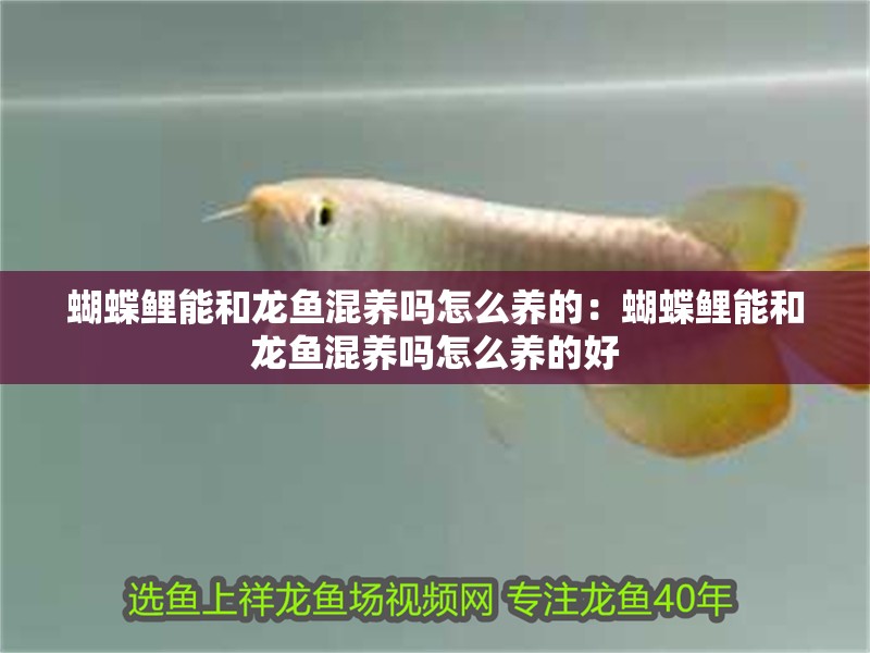 蝴蝶鯉能和龍魚混養嗎怎么養的：蝴蝶鯉能和龍魚混養嗎怎么養的好